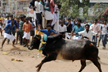 As TN conducts Jallikattu, 2 die during sport, 1 in protests